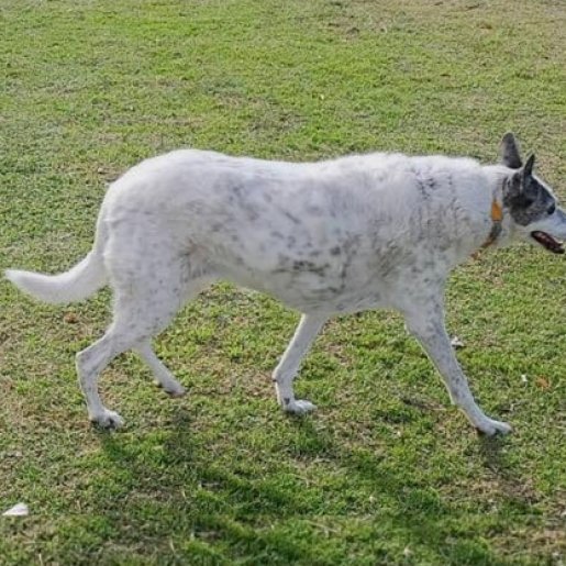 perdido Hembra whippet blanco