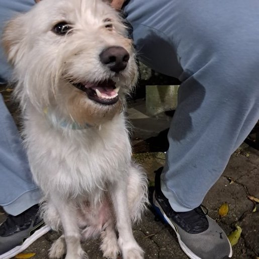 visto Macho cockapoo blanco