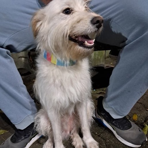 visto cockapoo blanco