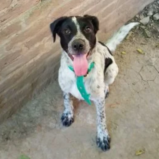 perdido Macho blanco