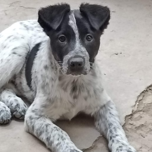 perdido Macho blanco