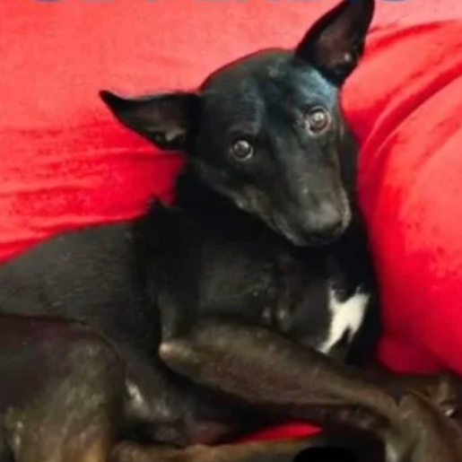 perdido Hembra labmix negro