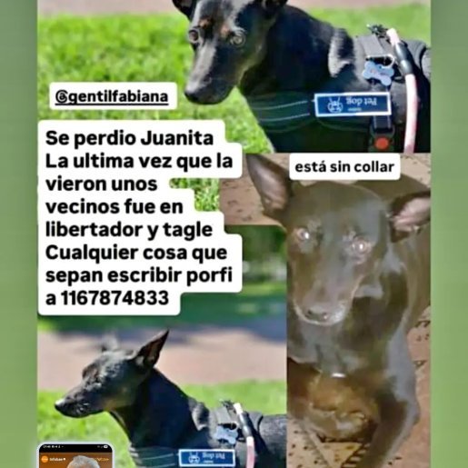 perdido Hembra labmix negro