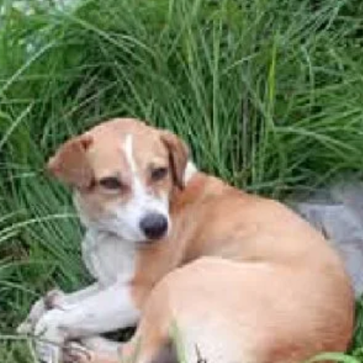 perdido Hembra english foxhound cafe
