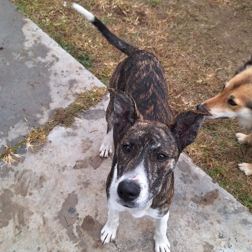 visto Hembra Pitbull Boxer Mix cafe