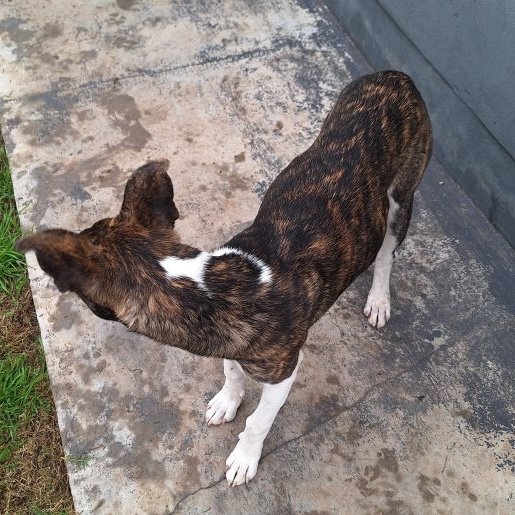 visto Hembra Pitbull Boxer Mix cafe