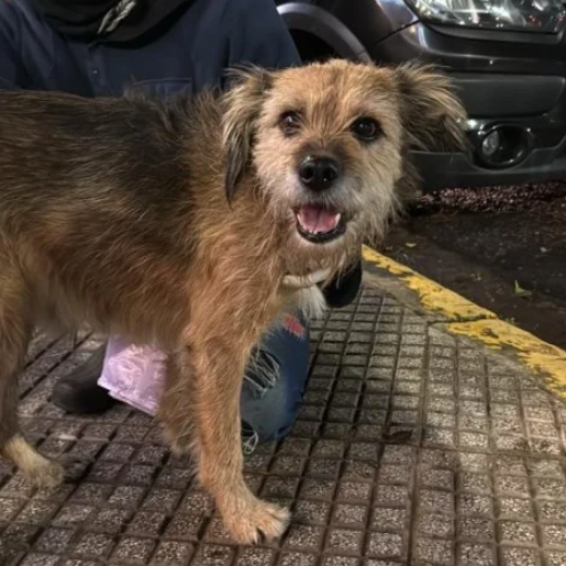 visto Desconocido norfolk terrier cafe
