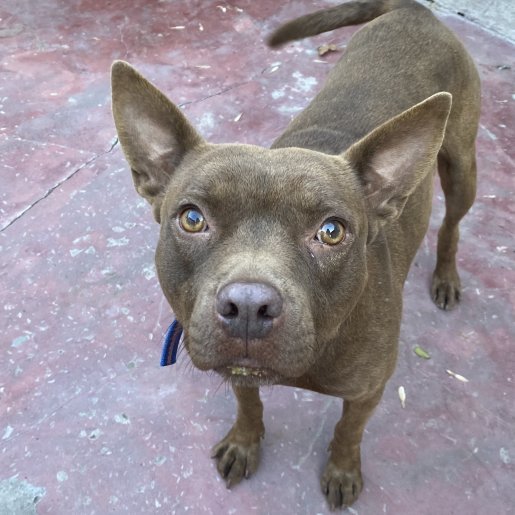 perdido Macho american pit bull cafe