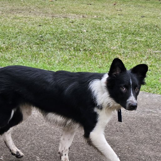 visto Desconocido border collie negro