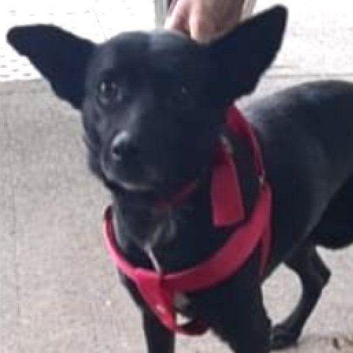 visto Hembra labmix negro