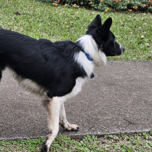 visto Desconocido border collie negro