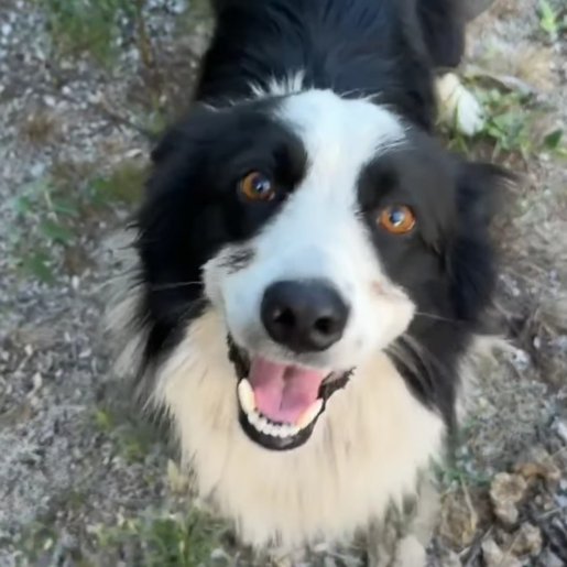 perdido Macho border collie negro