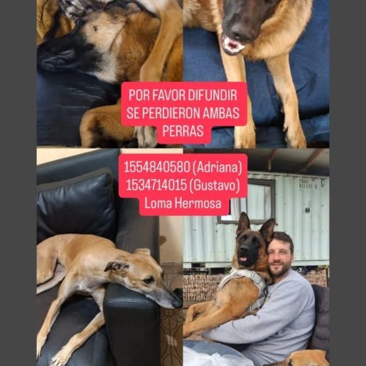 perdido Hembra bull terrier