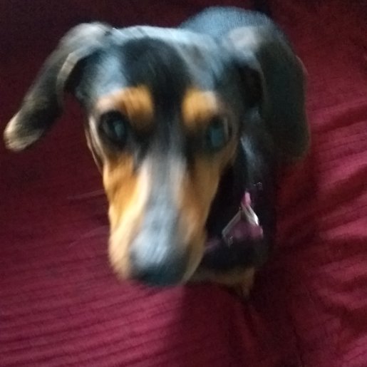 perdido Hembra Dachshunds negro