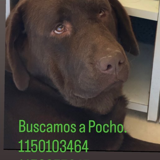 perdido Macho labrador retriever cafe