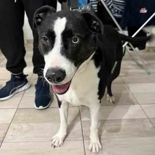Perro perdido border collie, Macho, color negro