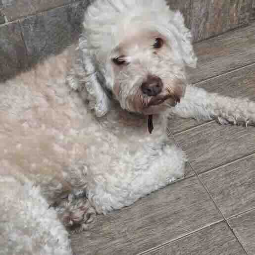 Perro perdido dandie dinmont, Macho, color blanco