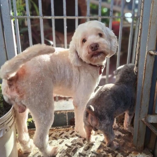 Perro perdido dandie dinmont, Macho, color blanco