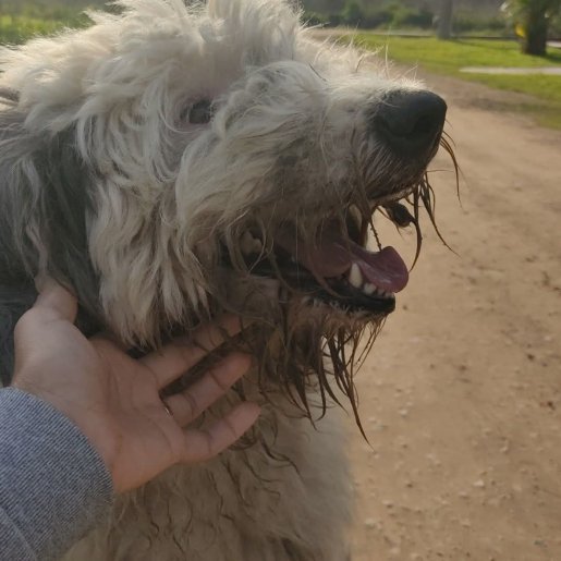 Perro perdido dandie dinmont, Hembra, color gris