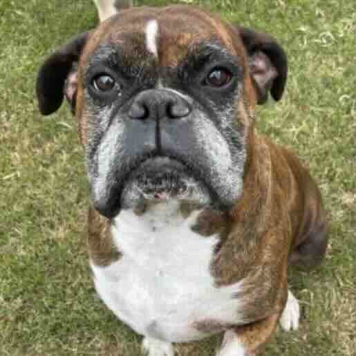 Perro perdido boxer, Macho, color cafe