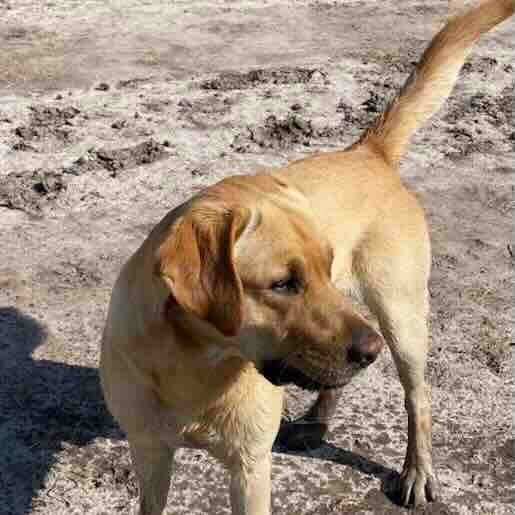 Perro perdido labrador retriever, Macho, color cafe