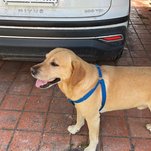 Perro perdido labrador retriever, Macho, color cafe