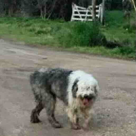 Perro perdido dandie dinmont, Hembra, color gris