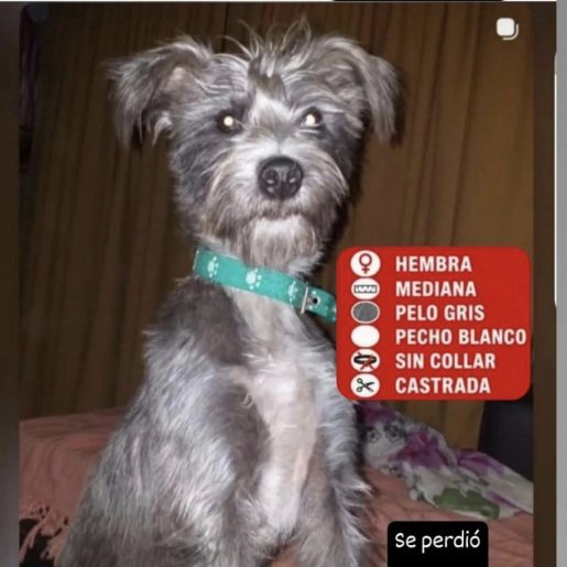 Perro perdido cairn, Hembra, color gris