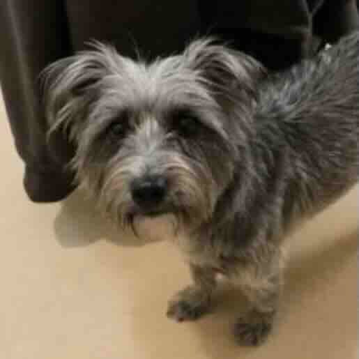 Perro perdido cairn, Hembra, color gris