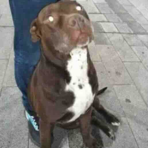 Perro perdido staffordshire bull terrier, Macho, color cafe