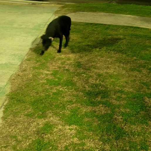Perro perdido labmix, Macho, color negro