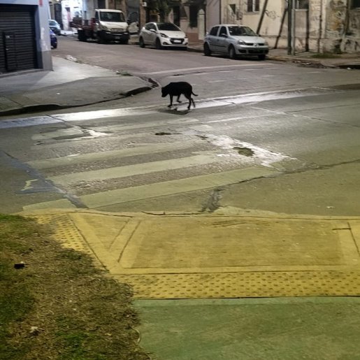 Perro perdido labmix, Macho, color negro