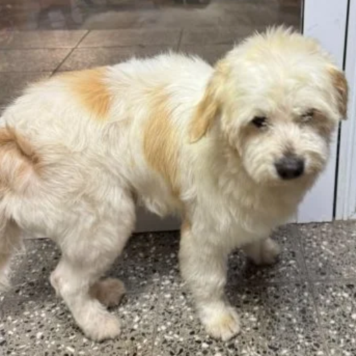Perro perdido dandie dinmont, Macho, color blanco