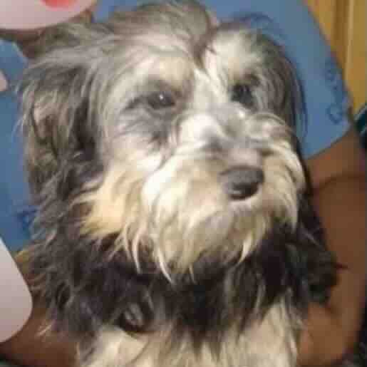 Perro perdido affenpinscher, Hembra, color gris
