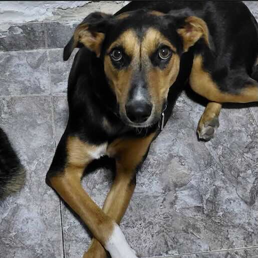 Perro perdido entlebucher, Hembra, color negro