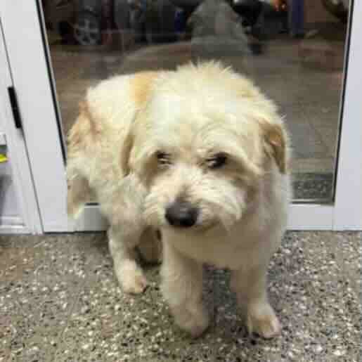 Perro perdido dandie dinmont, Macho, color blanco