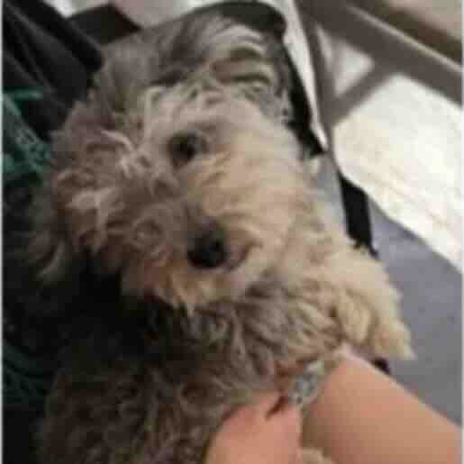 Perro perdido cavapoo, Hembra, color gris