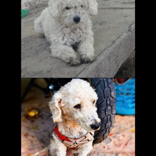 Perro perdido cockapoo, Macho, color blanco