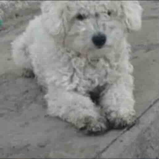 Perro perdido cockapoo, Macho, color blanco
