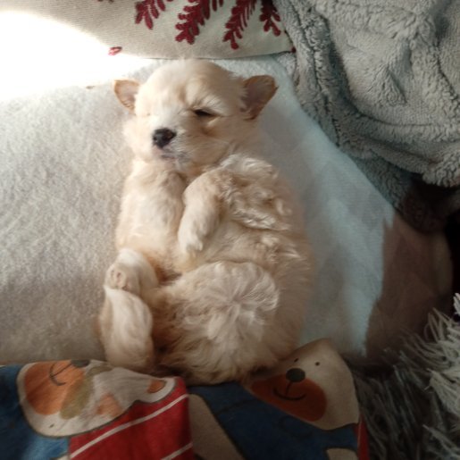 Perro perdido pitsky, Macho, color blanco