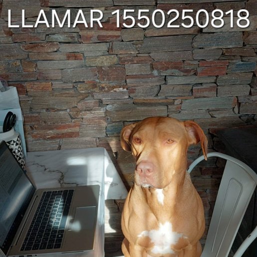 Perro perdido vizsla, Hembra, color cafe