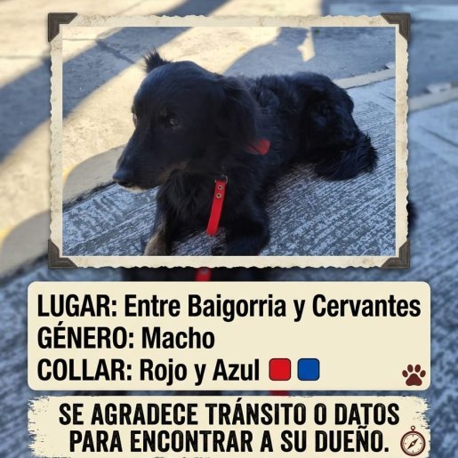 Perro perdido border collie, Macho, color negro