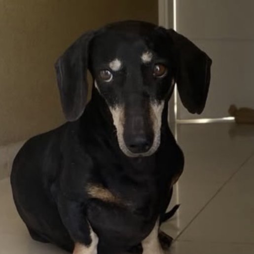 Perro perdido dachshunds, Macho, color negro