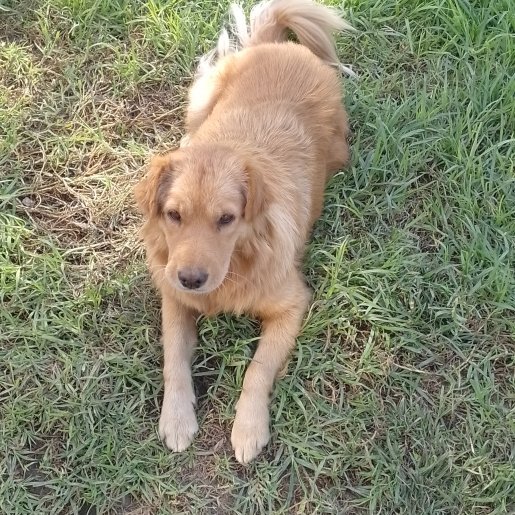 Perro perdido golden retriever, Hembra, color cafe