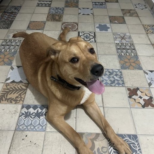 Perro perdido labrador retriever, Macho, color cafe