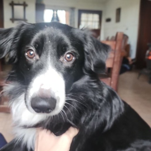 Perro perdido border collie, Macho, color negro