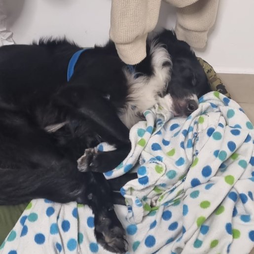 Perro perdido border collie, Macho, color negro