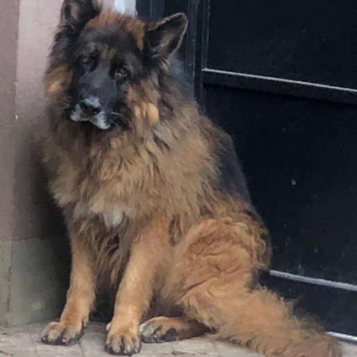 Perro perdido german shepherd, Macho, color cafe