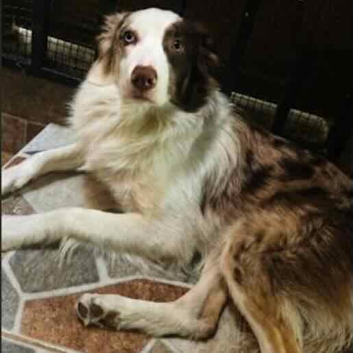 Perro perdido border collie, Macho, color cafe