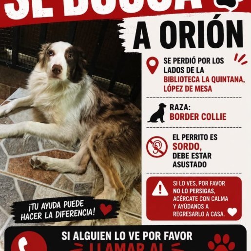 Perro perdido border collie, Macho, color cafe